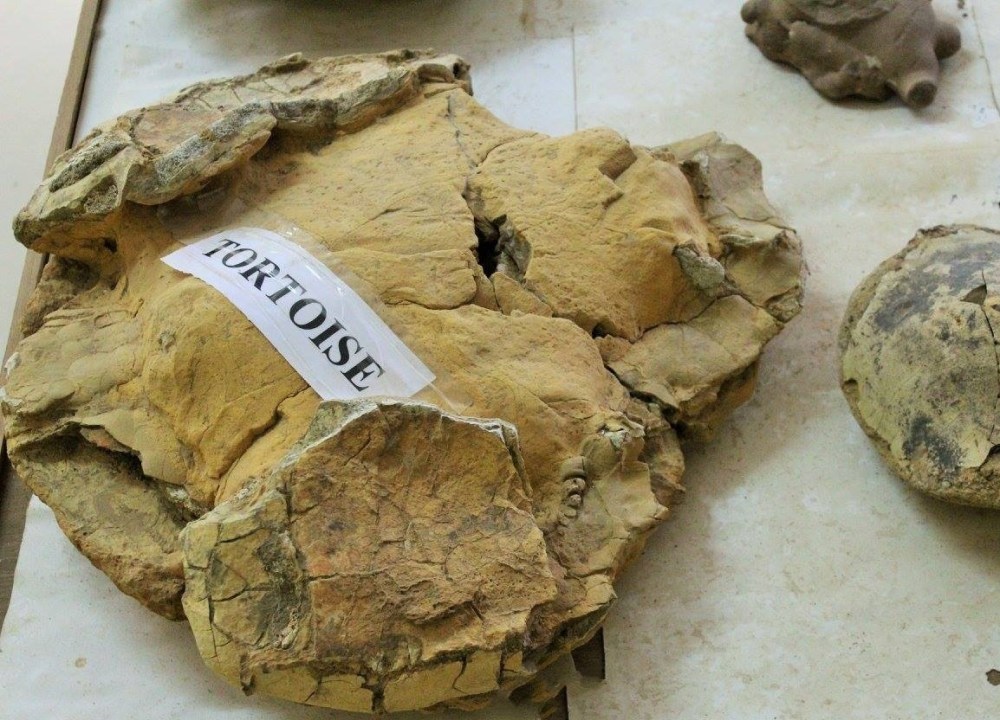 fossil2.jpg
