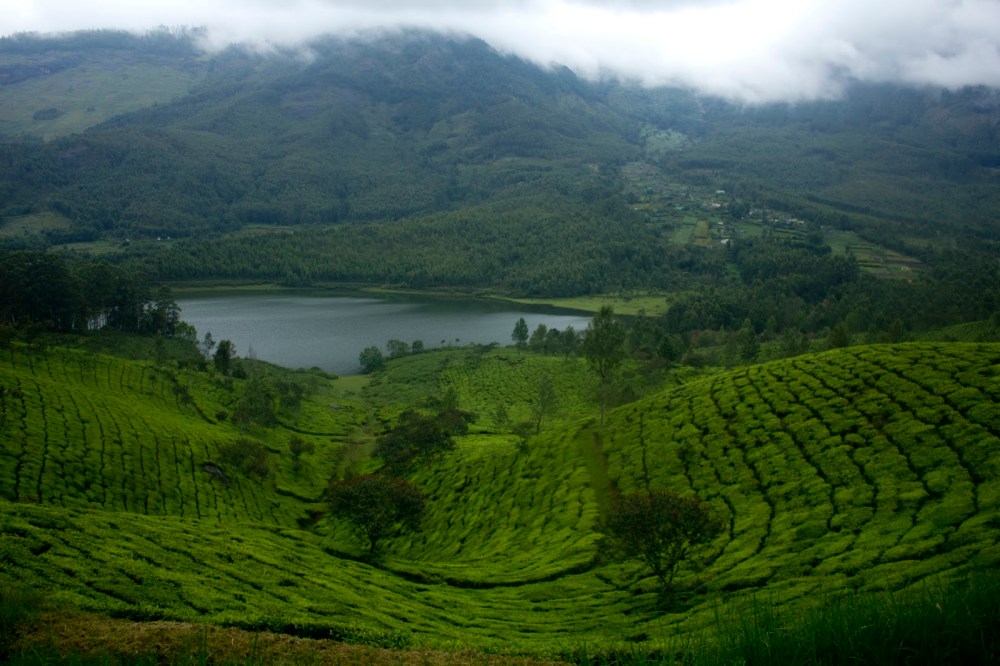 Munnar 201148.JPG