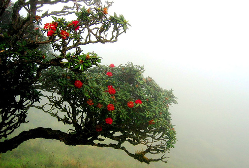 Rhododendron-valley-munnar-photo.jpg