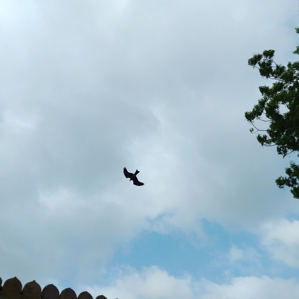 IMG_20180618_133131_568