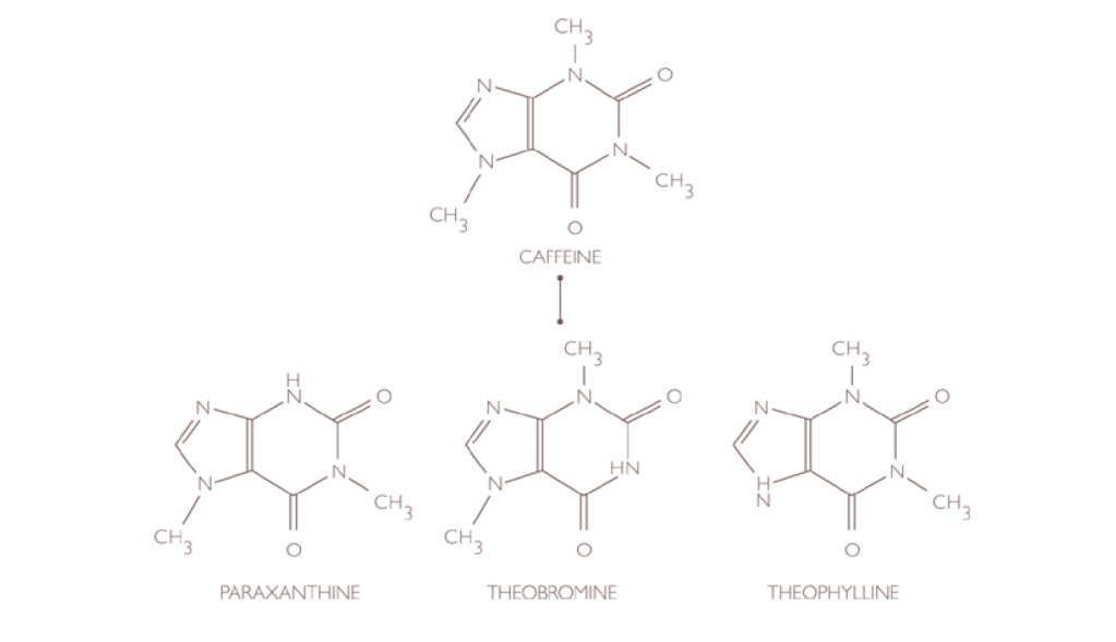 chemical structure of caffeine metabolites