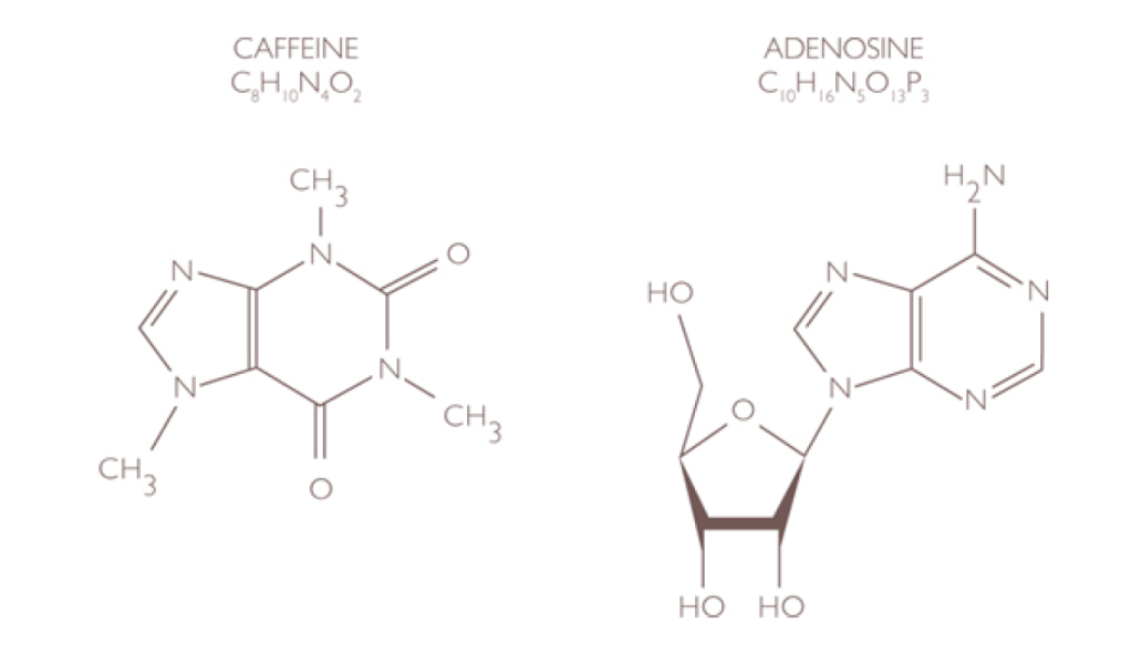Caffeine and Adenosine Molecular Structures